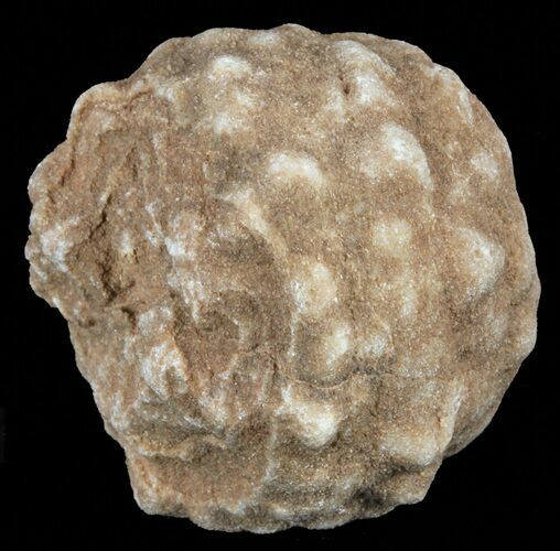Flower-Like Sandstone Concretion - Pseudo Stromatolite #62215